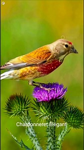 Beautiful linnet singing in Wild nature #linnet #Jilgueros #birds #birdlife #nature #xmas #wildlife #goldfinchsinging #حسون | Chardonneret élégant
