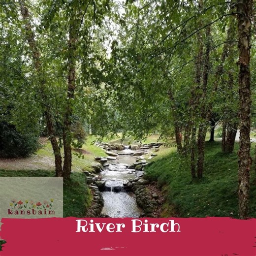 River Birch Tree - Betula Nigra - Unique Peeling Cinnamon Bark - Fast Growing Shade - Bare Root - Etsy