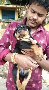 1.3K views · 53 reactions | Heavy Bone Male Rottweiler puppy availabile on order. Call 9800043052 for details. | The PET Shoppe Siliguri | Facebook