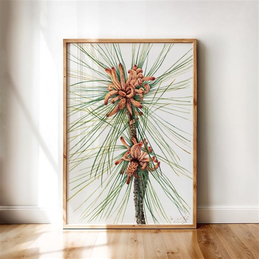 Loblolly Pine – Vintage Botanical Illustration by Mary Vaux Walcott | Pine Tree Needles and Cones | Printable Wall Art Digital Download - Etsy