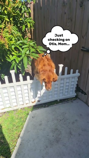 Koda… we’ve talked about this 😅🐢