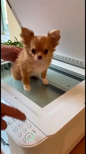 The Ultimate "Pup-y" Machine 🐶🖨️ #funnydogs #chihuahuafanc