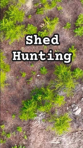 First antler found flying my Drone. #shedhunting #hunting #moose