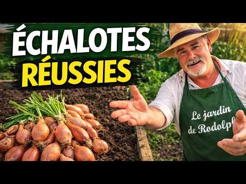 Comment planter les échalotes au potager (et réussir la récolte)
