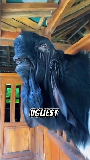 "This Goat Looks So Weird... People Thought It Was FAKE! 😳🐐"