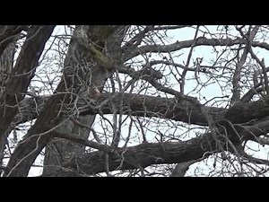 Mountain Cur Squirrel Hunt IA