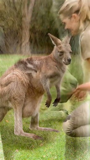 Inside a Kangaroo’s Pouch🦘 A Baby’s Safe Little World 🦘