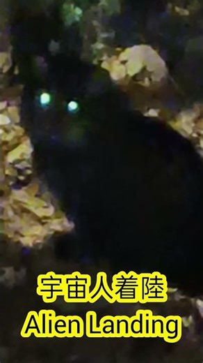 暗闇で出会ったのは… / The Visitor in the Dark