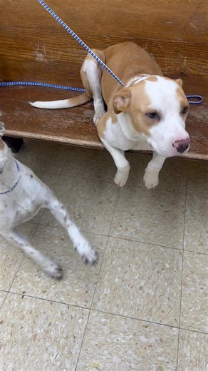 95K views · 4.2K reactions | These two girls were brought in to be...