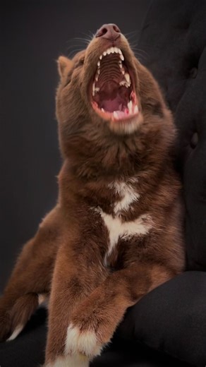 Siberian Husky Scarlett on Instagram: "my little brown wolf’s mighty yawn awakening the ancient blood of Fenrir— coming from the heart of a gentle Siberian Husky.."