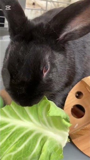 SPEED #shorts #short #shortvideo #viral #rabbit #bunny #funny #sigma #youtubeshorts #youtube