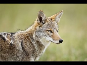 Coyote Sounds Extended