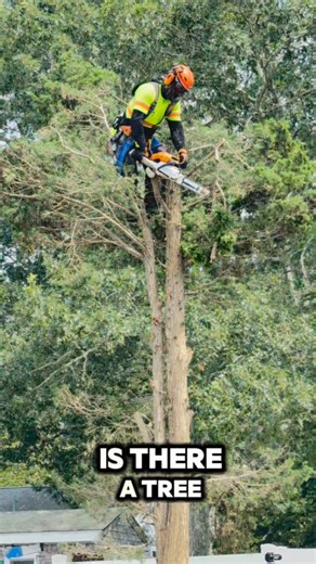 🚨 Cape Cod Homeowners — Stay Ahead of the Next Storm 🌬️🌲 Is there a tree, stump, or overgrown vegetation too close to your home? 🏡 On Cape Cod, strong winds and coastal storms can quickly turn trees and roots into serious property damage ⚠️ 🔎 Warning signs to watch for: • Leaning or damaged trees 🌳 • Dead branches and unstable trunks 🍂 • Stumps and exposed roots near foundations 🪵 We provide professional tree and landscape removal services across Cape Cod, performed safely, cleanly, and 