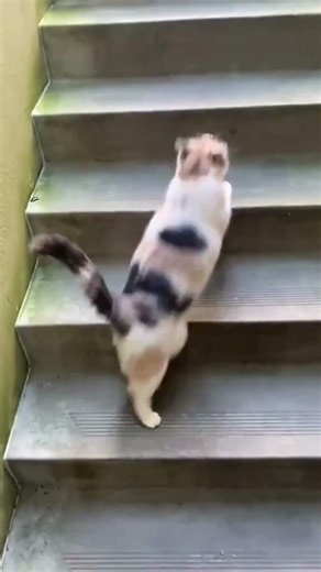 Hilarious cat fails 😂