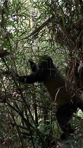 Rwanda wildlife adventure: Tracking golden monkeys through scenic forests & hills