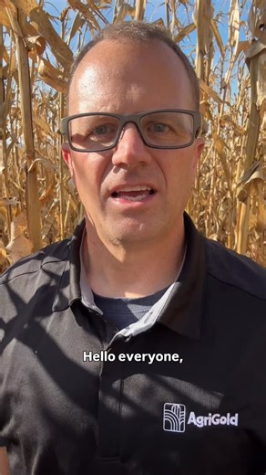 🌱 Field Check Friday 📍 Western Iowa Experience variability at harvest? AgriGold agronomist Jeff Morey shares factors to consider as you evaluate product performance this fall. #agrigold #harvest25 #southernrust | AgriGold