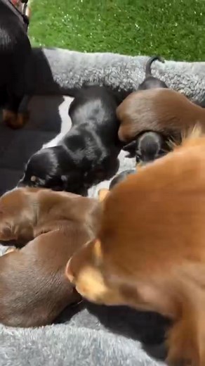  URGENT ADOPTION ALERT!  We have adorable 3-month-old Mini...