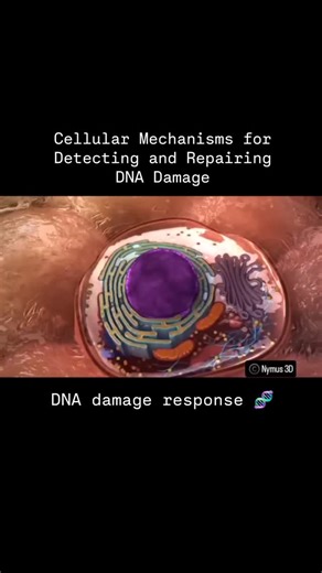 World of Biology on Instagram: "DNA damage response When there is damage to the cell in the cell, the first option is repair, so the roads that remove the damage specifically are activated, this mechanism is known as a response to DNA damage (DNA Damage Response: DDR). . Credit 📸- Thanks to Nymus 3D ❤️ official Youtube channel Link to original video 👇👇 #Republicadominahttps://youtu.be/2yI_SoOWFMU?si=6ve1dSo75Ym4tBAz . . DNA repair routes:- *Base excision repair (Ber: Excision base repair). It