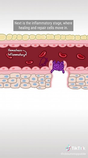 The Incredible Healing Power of Our Skin Explained