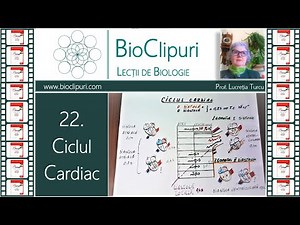 22. Ciclul cardiac (Corint)