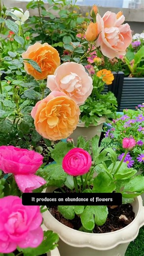 If you love enjoying flowers all year round at home, then plant Ranunculus in a pot right away | Dodo Garden
