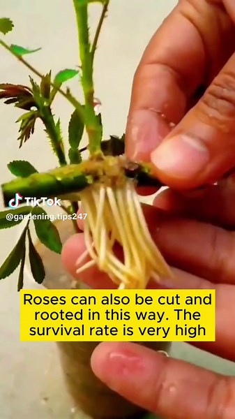 How to Extract and Plant Roses for Successful Growth