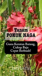 Tanam Pokok NAGA Guna Keratan Batang, Cukup Baja Cepat Berbuah! Berbaloi tanam pokok buah naga di laman rumah jika tahu teknik penanaman yang betul. Seawal 7 bulan dan boleh tuai hasilnya dan tak putus-putus berbuah. Ikut panduan tip yang dikongsikan ini. Semoga Bermanfaat! #lamanimpiana #tiptanampokoknaga #buahnagaberbuahlebat #pokokbuahnagasubur Sumber: Muhammad Nazri, Mohd Zaiid | Impiana
