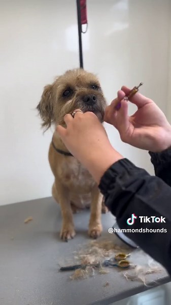 Come and scissor a Border Terrier head with me ✂️🐾❤️#doggrooming #dogsoftiktok #borderterrier #borderterriersoftiktok