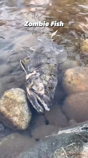 Predatory Fins ® | Rare & Exotic Fish Store on Instagram: "Zombie fish salmon  When salmon make their challenging way upstream to reach their spawning grounds, they use up all their energy, and their bodies start to shut down. This process results in fish that are rotting alive, hence the term zombie. Although it may be a sad sight, this video showcases a successful salmon that has completed the circle of life @timothygoestofish"