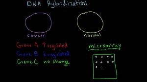 Hybridization (microarray)