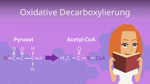 Oxidative Decarboxylierung • Enzyme, Pyruvatoxidation