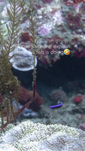 Dancing Fish Filmed Next to Coral Reef Explorer