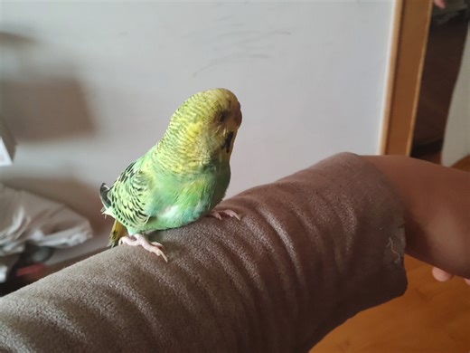 我们家的虎皮鹦鹉终于上手了。，这只不啄人，另一只啄人