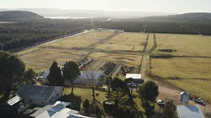 The Disco Bonsmara Production Sale will be taking place on Thursday, 28 July 2023, from 11:00 at Addo, Eastern Cape and on SwiftVee Online Platform. - On Offer 20 Bulls 30 Pregnant SP Cows 6 Commercial Heifers - Enquiries Ericus Meyer (BKB) 0723647762 Carina Erasmus (Disco) 0826528699 Boeram Venter (Disco) 0825761684 www.discobonsmara.co.za - For more information, click on the following link: https://events.bkb.co.za/event/disco-bonsmara-production-auction/ | BKB