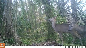 18K views · 94 shares | The Heligan Wildlife Team spotted these roe deer enjoying the woodland near Sunken Lane. | The Lost Gardens of Heligan | Facebook