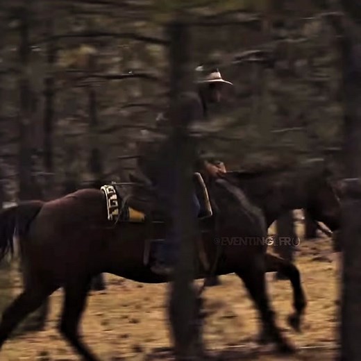 Explore Horse Riding in Australia: Stock Horses, Warmbloods, and More