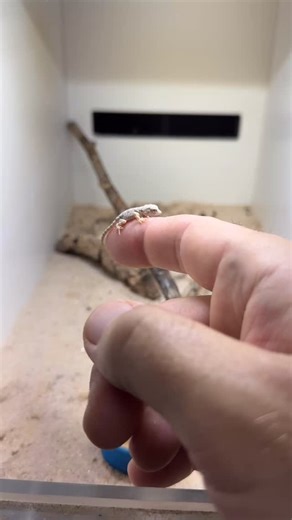 Another baby scorpion tailed gecko (Pristurus carteri) hatched today. So tiny and cute! It’s been a bit slow with them but they’ve started producing more recently. #pristurus #pristuruscarteri #scorpiontailedgecko #gecko #babygecko #livingart #reptiles #herpetoculture #lizards #reptilebreeder #rarereptiles #reptile #lizardsofinstagram #reptilesofinstagram #geckosofinstgram | Living Art by Frank Payne