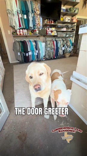 Why should you stop by the store? Our door greeters!! They will help you find everything you are looking for. . 📍 102 E Sammy Baugh Ave, Rotan, TX 79546 📞 (325) 776-8256 . . . #ComprehensiveLandManagment #RotanTexas #FisherCounty #EkdahlRealEstate #investmentproperty #RanchManagement #HuntingDevelopment #WaterImprovement #OutdoorEquipment #Consulting #StoreInventory #AllSeasonsFeeders #GameGaurd #DoubleDownDeerFeed #TexasWildlLifeSupple #LandStewardship #TexasProud | Comprehensive Land Managem