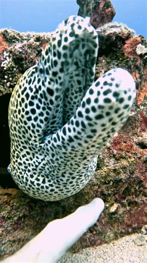 Nightmare of the Reef #wild