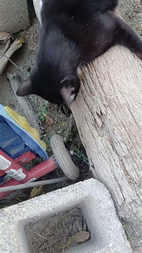 mi michi le gusta mcho jugar