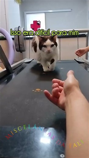 Tática de remédio para gato