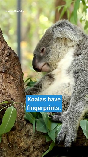 10K views · 45 reactions | Koala hands are pretty different from those of other animals. First, each front paw features two thumbs, which facilitate climbing eucalyptus trees. They are also one of the very few species of animals to sport individual fingerprints (humans, chimpanzees, and gorillas are the others). Pretty cool! #koala #animals #didyouknow #science #themoreyouknow #howstuffworks | Howstuffworks | Facebook