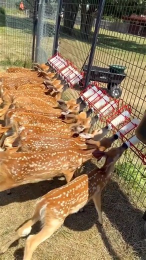 Baby deer🦌 Drinking Milk So Cute#BabyDeer #Fawn #CuteAnimals#DeerLover #Wildlife#ytshorts