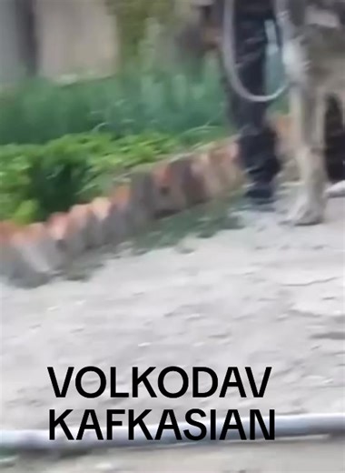 #avarkennel #kes #волкодав #volkodav #кавказ