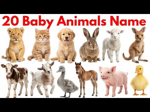 20 Baby Animals Names in English and Hindi with Pictures | 20 Animals Name | Animals Kids Names
