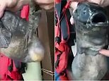 Fisherman caught mutant fish with two mouths and bizarre tail