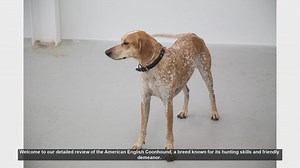 American English Coonhound: The Ultimate Guide