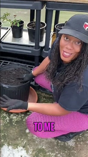 Grow Bag vs. Nursery Pot: Root Growth Explained #shorts