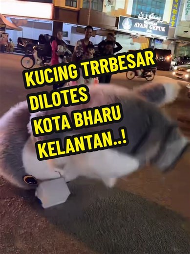 Kucing Besar Lotes: Kota Bharu dalam Aksi