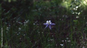 Colorado Columbine blue purple wild flowers early afternoon sunlight yellow white flowers Evergreen meadow forest mount side Rocky Mountains National Park cinematic pan slider to the left
